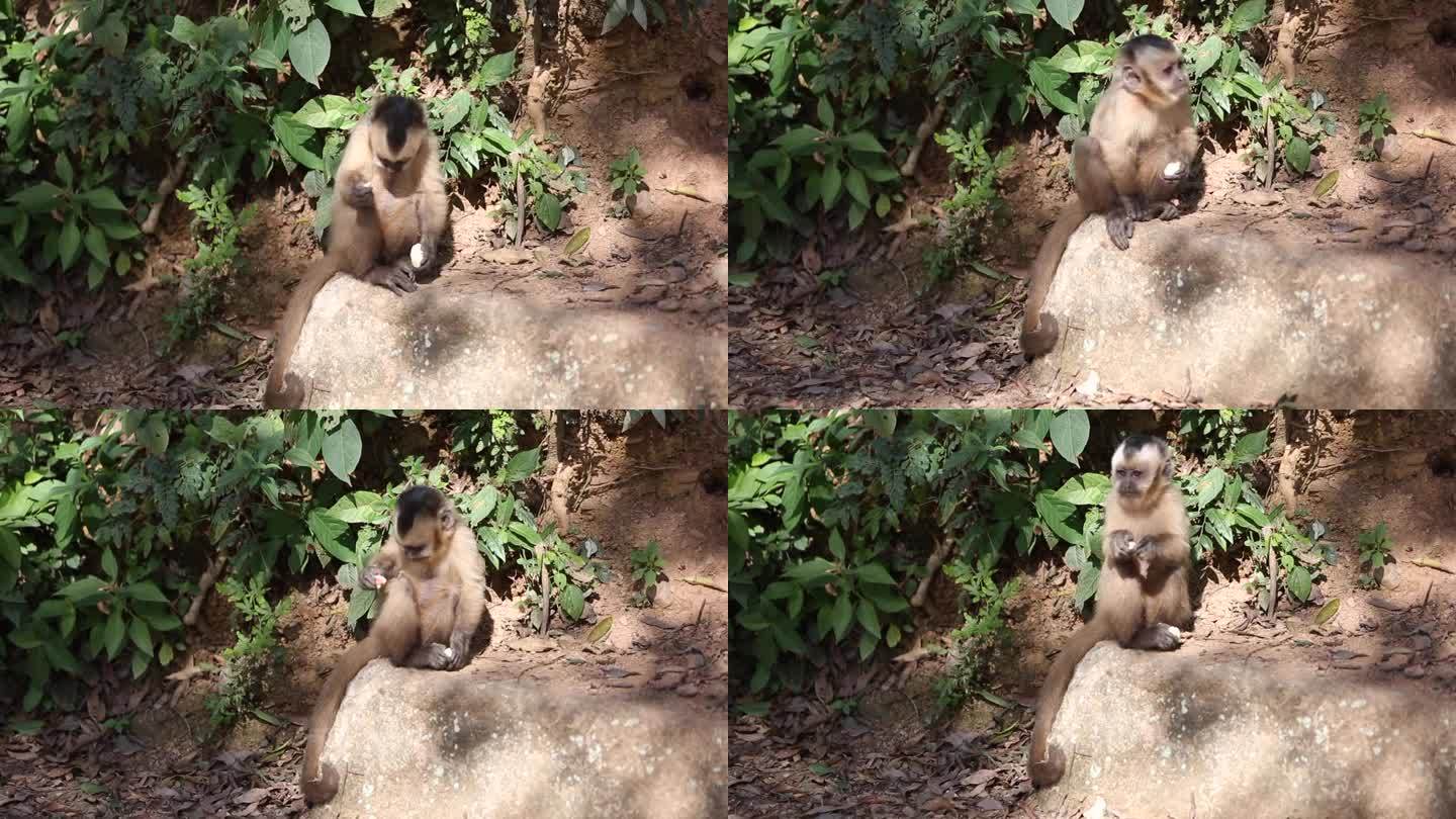 在玻利维亚科罗科的Yungas的簇尾卷尾猴(大头卷尾猴)