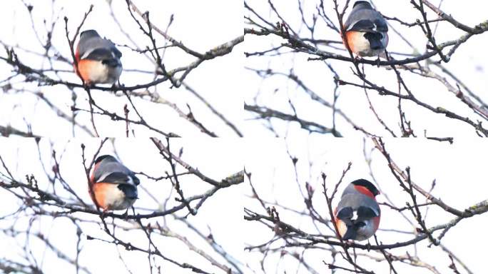 栖息在随风移动的树枝上的雄性红腹灰雀