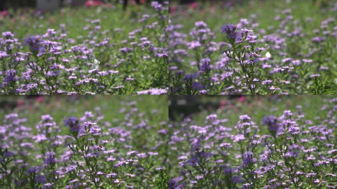 蝴蝶蜜蜂采花蜜