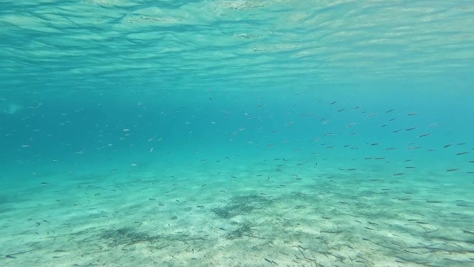 蓝色大海里撒丁岛的鱼