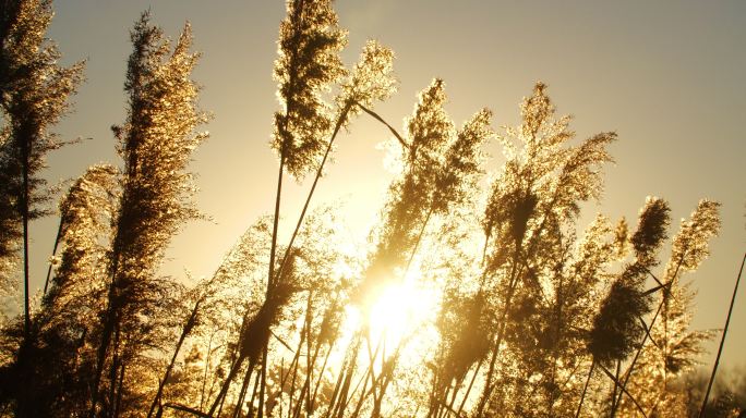 芦苇荡唯美夕阳芦苇素材