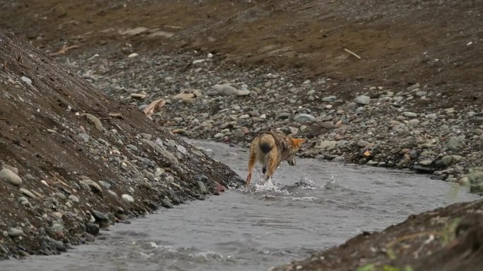 河猎人:展示土狼的钓鱼技巧