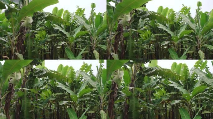 跟踪拍摄新鲜的绿色香蕉树。种植在农场的水果。农田景观。
