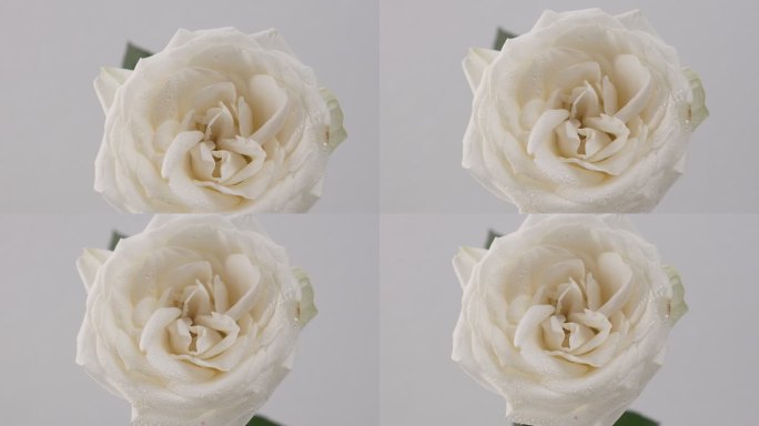 浪漫白玫瑰4k实拍
