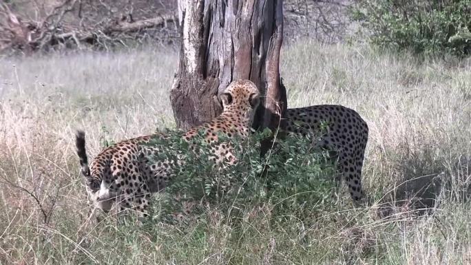 雄性猎豹在白天最热的时候会在树上标记领地。近距离