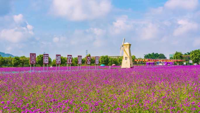 惠州仙眷花海延时4-4K-60P