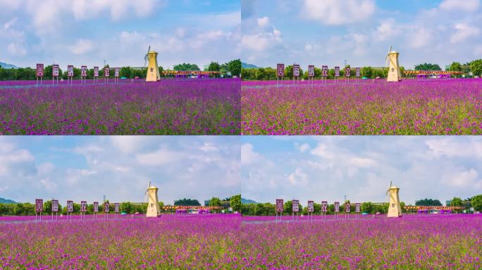 惠州仙眷花海延时4-4K-60P