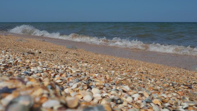 阳光下的贝壳沙滩。波光粼粼的海浪在亚速海滩上泛起泡沫。蓝斑天螺，蓝斑天螺，蓝斑天螺，紫斑天螺，双壳类