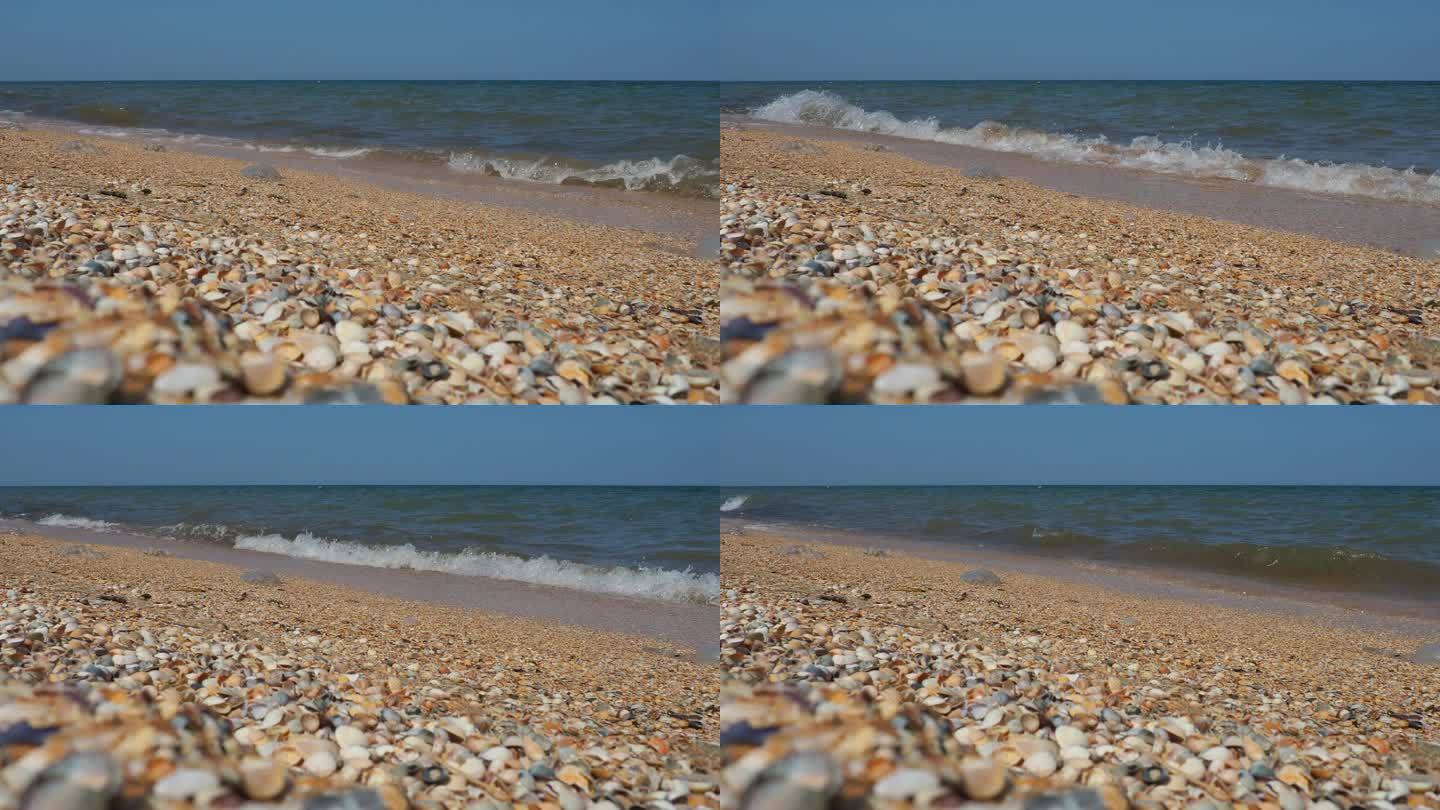 阳光下的贝壳沙滩。波光粼粼的海浪在亚速海滩上泛起泡沫。蓝斑天螺，蓝斑天螺，蓝斑天螺，紫斑天螺，双壳类