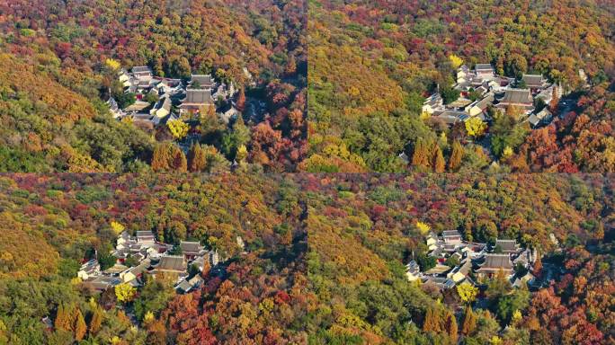 江苏南京栖霞山红叶