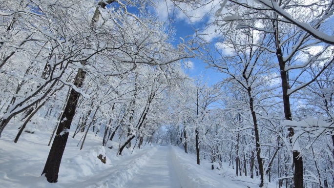 ⚝4K横屏⚝雪景雾凇蓝天白雪东北树挂