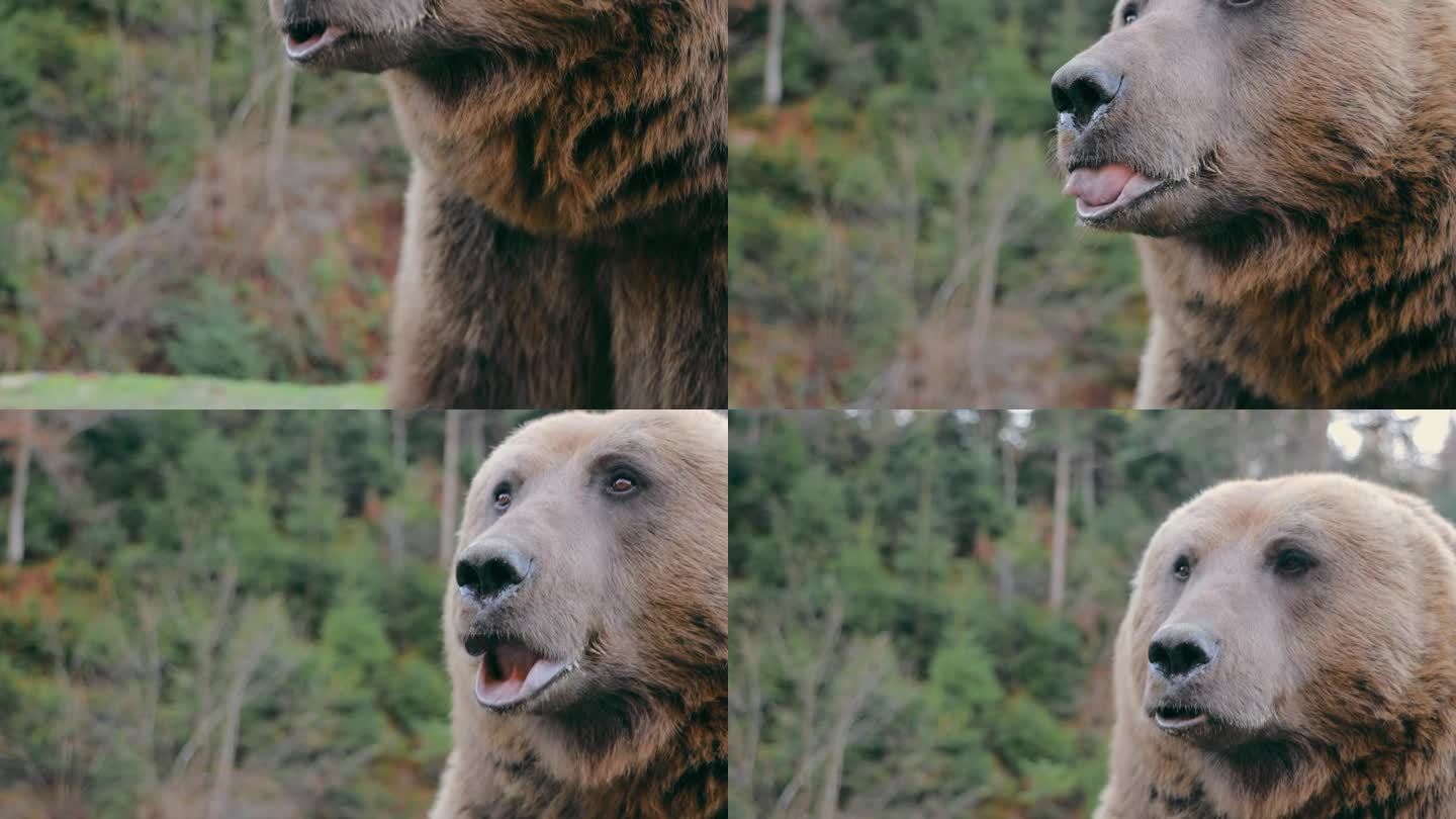 棕熊啃东西的脸。关闭了。危险的棕熊，野生的大自然。