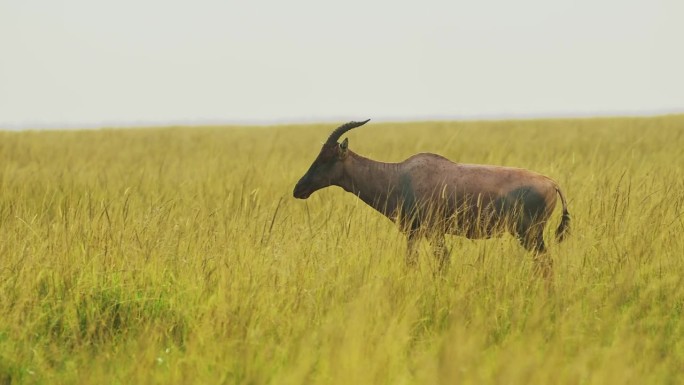 在马塞马拉国家保护区，肯尼亚的非洲野生动物，马赛马拉北部保护区的非洲野生动物，托皮在开阔的大草原上穿