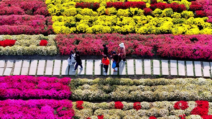 菊花 乡村旅游