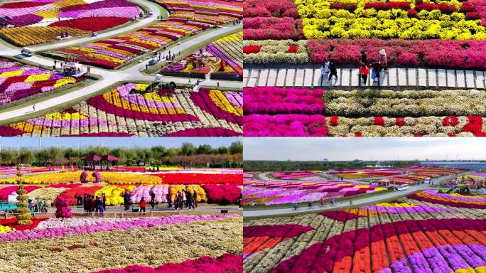 菊花 乡村旅游