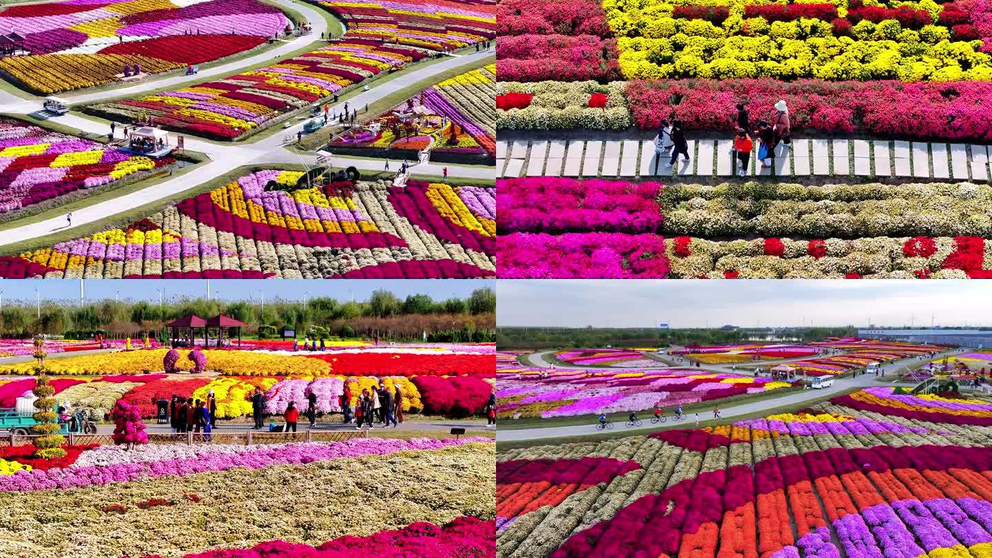 菊花 乡村旅游