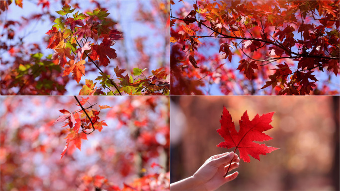 秋天秋色秋景红枫红叶落叶唯美视频素材