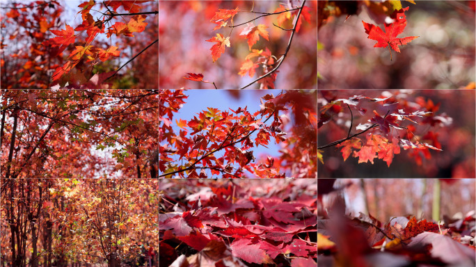 秋天秋色秋景红枫红叶落叶唯美视频素材