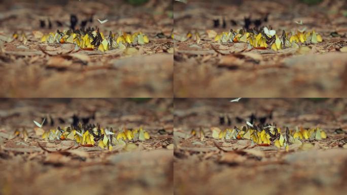 一群五颜六色的蝴蝶在地上吸吮食物，在自然森林中飞翔。慢动作