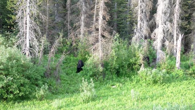 熊妈妈和熊宝宝在森林里。加拿大落基山脉。广角镜头