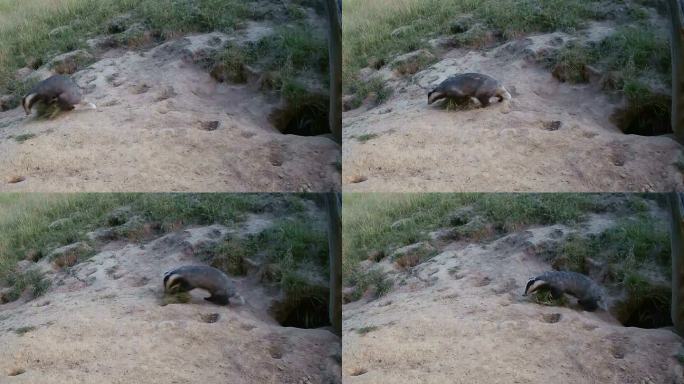 野獾为洞穴收集筑巢材料，白天，观察野生动物