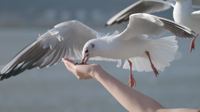 鸟海鸥大海飞鸟飞翔天空蓝天候鸟梦想海鸥鸟