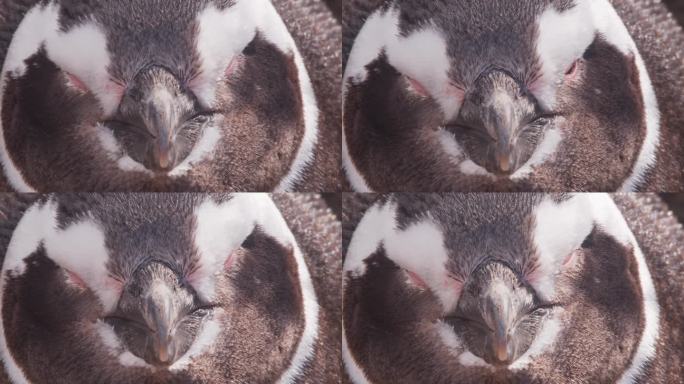 瞌睡企鹅的头部照片，肖像纹理，麦哲伦企鹅的特写