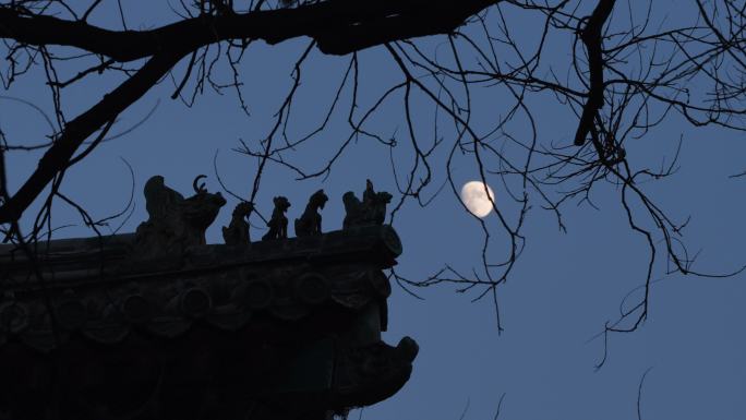 4K实拍傍晚古建筑月亮乌鸦喜鹊在树枝上