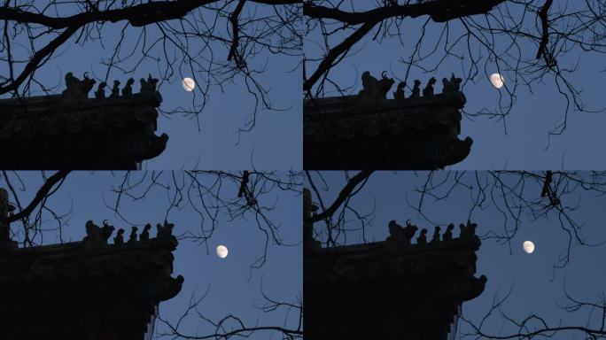 4K实拍傍晚古建筑月亮乌鸦喜鹊在树枝上