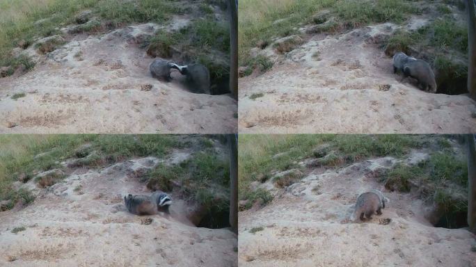 野生獾表现出社会行为，在獾洞里玩耍、打架、梳理毛发
