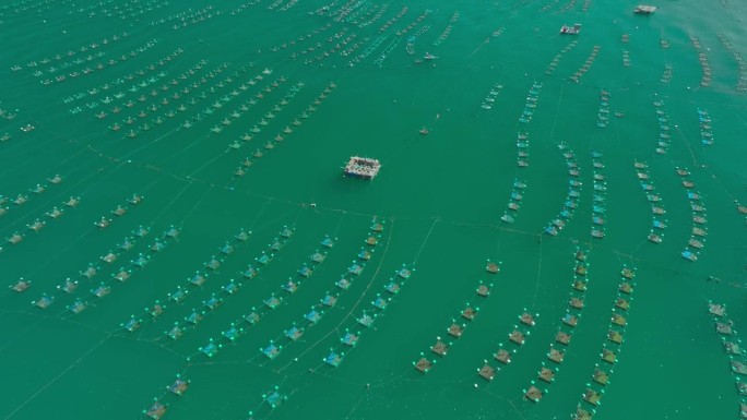 Hon Yen海滩的龙虾养殖场
