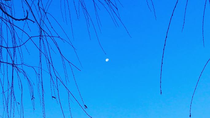 树梢 缝隙 蓝天 月亮