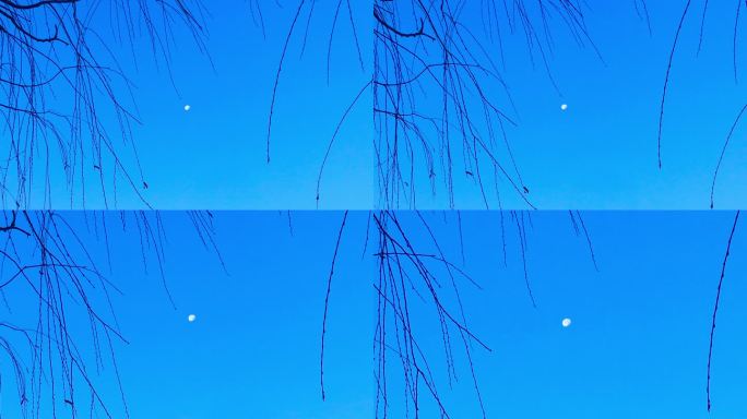 树梢 缝隙 蓝天 月亮