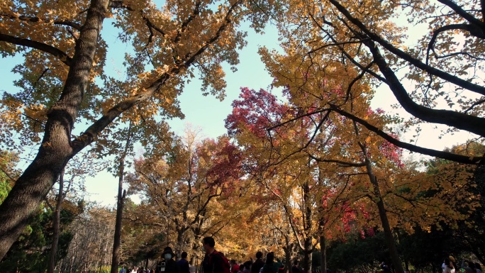 南京明孝陵风景区