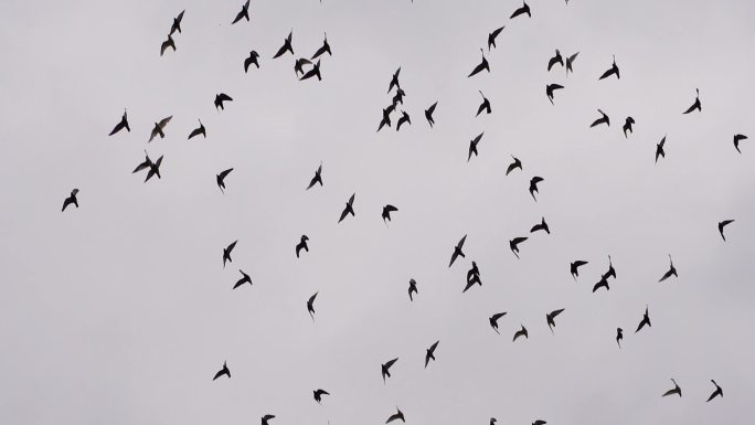 阴天鸽子仰拍天空一群鸽子飞过屋顶飞鸟飞行