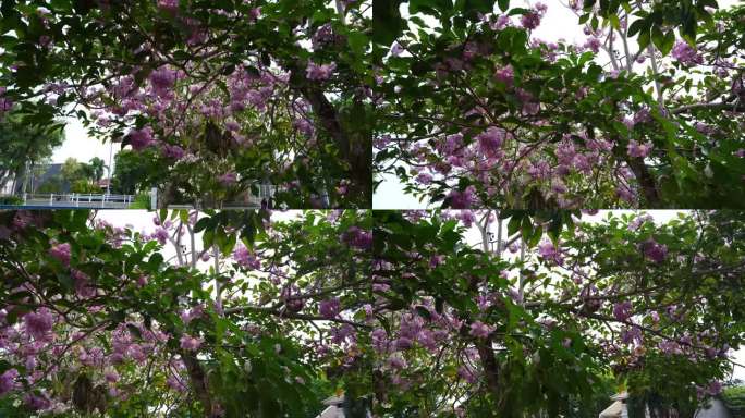 在印度尼西亚东爪哇泗水的一棵树上，开花季节的粉红色Tabebuia花或玫瑰色Tabebuia