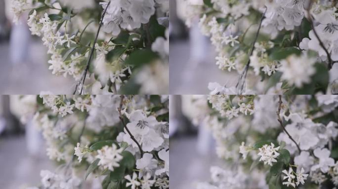 白色盛开的花朵。行动。长在春天刚腐烂的树上的小花。