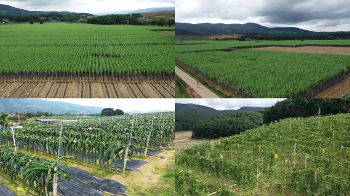 西双版纳甘蔗林4K航拍