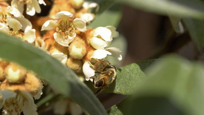 光影 枇杷花 蜜蜂采蜜 中药 特写枇杷花