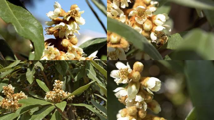 光影 枇杷花 蜜蜂采蜜 中药 特写枇杷花