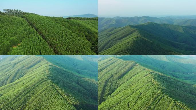 速生桉 桉树林 经济林