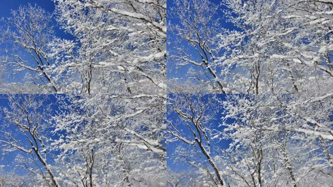 ⚝4K横屏⚝雪景雾凇蓝天白雪东北树挂