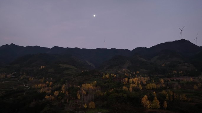 早晨月亮下山上的发电风车和金黄色的银杏树