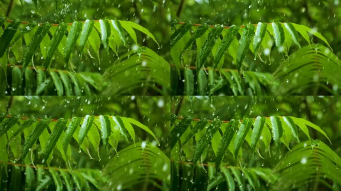 下雨时从绿叶蕨类植物上滴下的慢动作雨滴。平静放松冥想和平的背景。降雨丛林，鲜叶蕨类用水滴保护生态环境