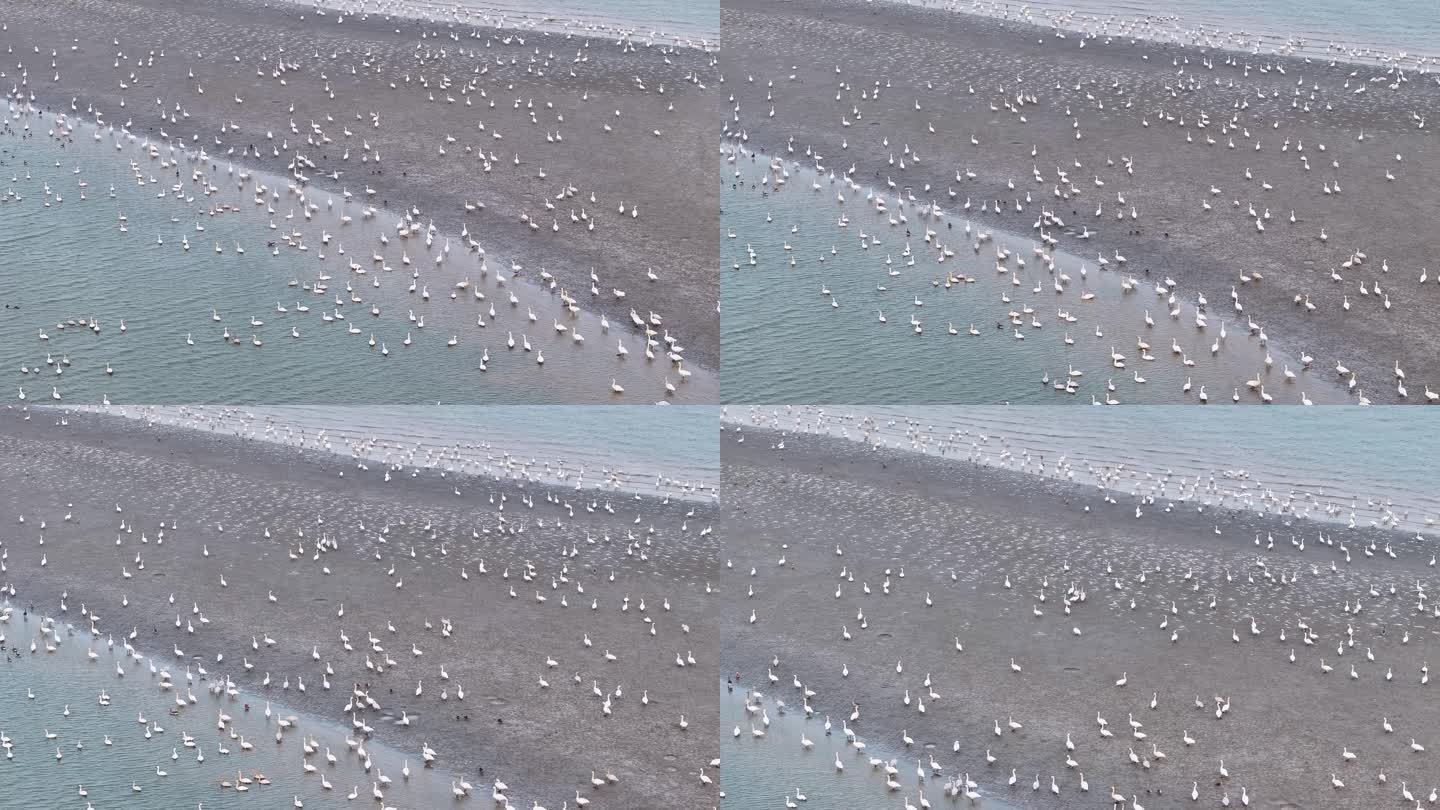 俯瞰江滩越冬候鸟航拍视频