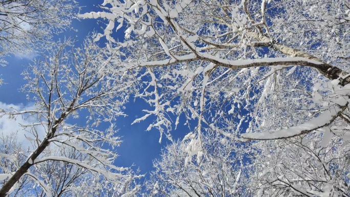 ⚝4K横屏⚝雪景雾凇蓝天白雪东北树挂