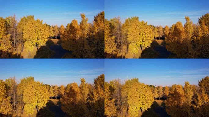 秋天金黄色的树林