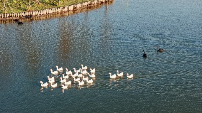 鹅在湖里畅游