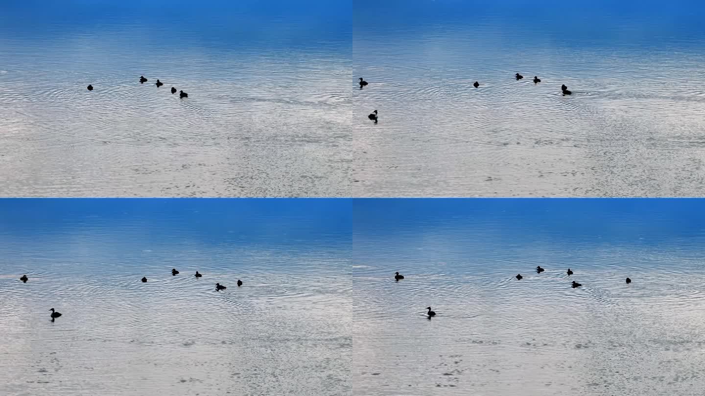 4K清澈湖中游动的水鸟