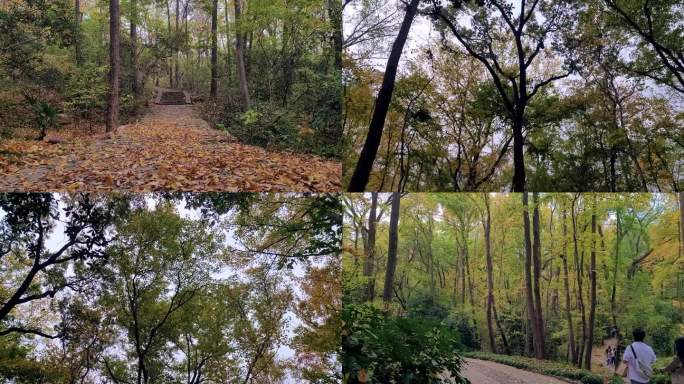 叶子落下 森林 景点 树叶 旅游